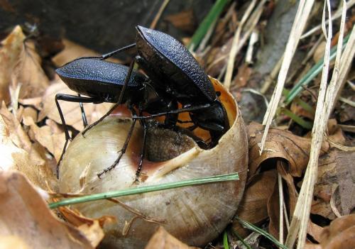 Carabus caelatus